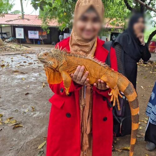 Student enjoyed the wildlife animal Iguana.